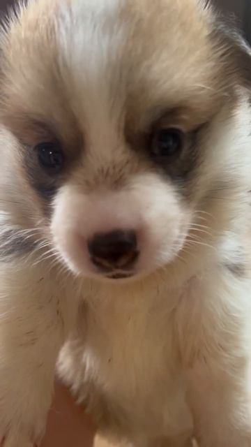 Чем умею, тем и ем 😂 #собака #puppy #corgi смотреть онлайн