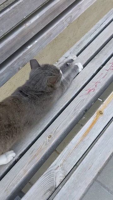 Кошка Мяу точит когти на скамейке 😻 Смешные коты 😹 Cat смотреть онлайн