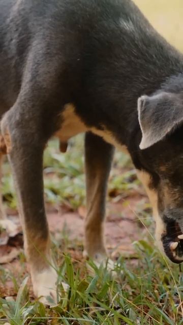 Крупные породы собак: величие и преданность смотреть онлайн