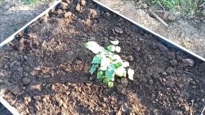 Посадил новые сорта малины, фиолетовая малина Роялти,