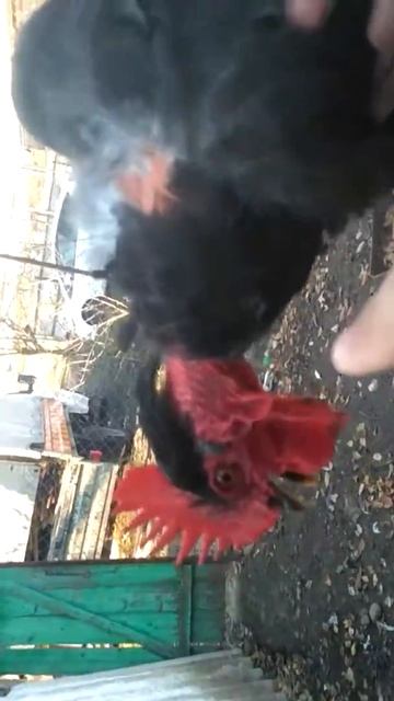 Поймали в своём курятнике соседского трусливого пету? смотреть онлайн