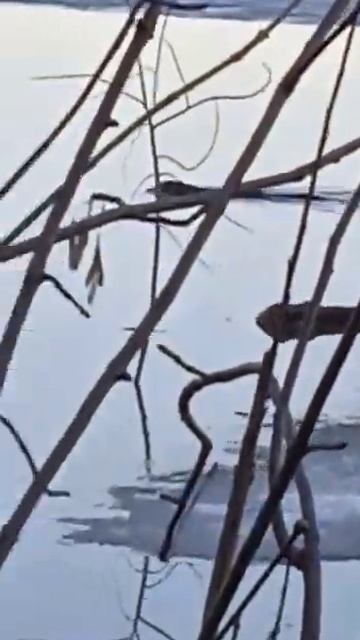 ОНДАТРА/РЫБАЛКА/ПРИРОДА #ондатра #рыбалка #матушкарос? смотреть онлайн