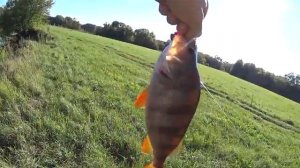 вечер с микроджигом