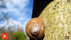 Улитка-злодейка или спаситель? Свойства ее слизи шокируют ученых