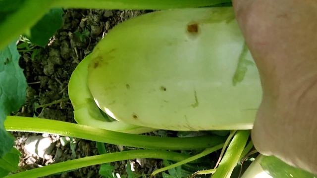 #manastvпредставляет Правильное выращивание кабачков..и? смотреть онлайн