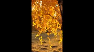 Золотая Береза