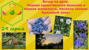 Первая и единственная вишенка и первая жимолость. Насеяла зелени. Красивый закат. 29 серия.
