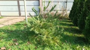 Кедр выращивание на участке