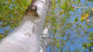 Всё о берёзе: история, легенды, свойства и польза дерев