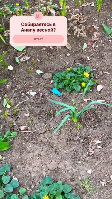 #АНАПА УЖЕ ВЕСНА В МАРТЕ🌸 ВСЕ НАЧИНАЕТ ЦВЕСТИ #отдых #? смотреть онлайн