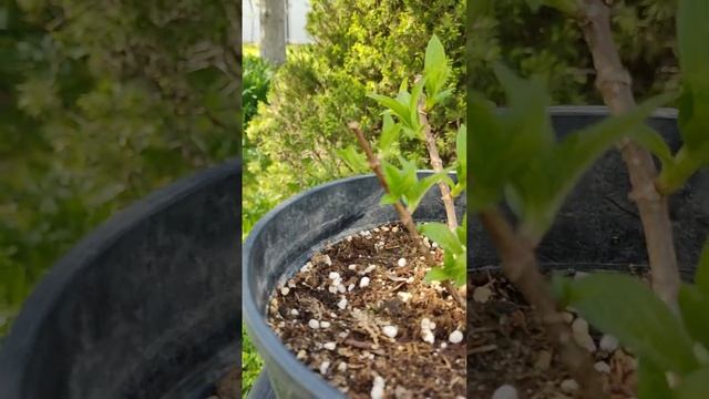 Обрезка метельчатой гортензии Petite Star смотреть онлайн