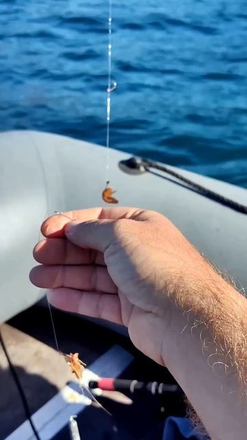 Ловим хищника #shorts #youtubeshorts #рыбалка #море #slaviklife #слави? смотреть онлайн