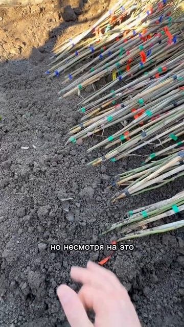 КАК ХРАНЯТ ШТАМБОВЫЕ РОЗЫ В ПИТОМНИКЕ ЗИМОЙ# #штамбовы