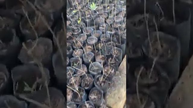 Чекалкин орех. Готовимся к ночным заморозкам. 27 апреля смотреть онлайн