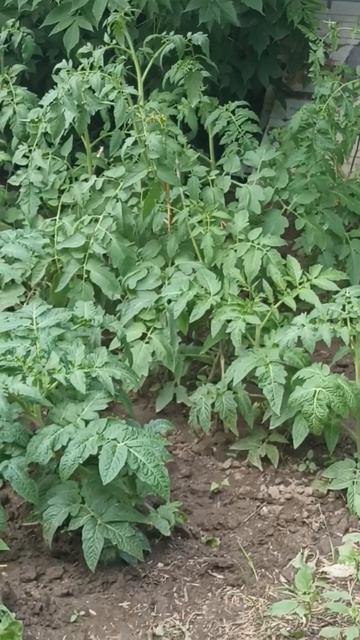 планы на день☀ #огород #reels #дача #garden #sorts #рек #лето #сад смотреть онлайн