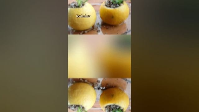 Емкости для рассады из подручных средств ✨ #дача #сад # смотреть онлайн