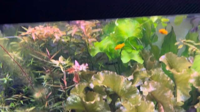 Купил дозатор установил опробовал #aquascapegallery #aquascape #тр?