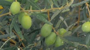 Как Вырастить Оливку из Косточки Дома 🌿