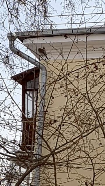 Лесная птица на боярышнике смотреть онлайн