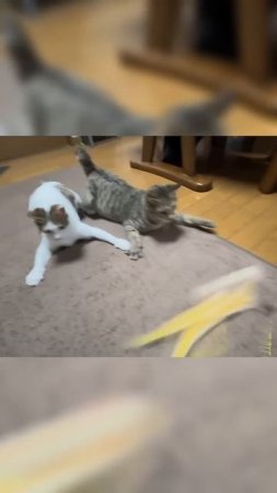 Забавные котики - # 26 2025 год