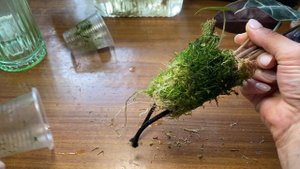 🔥Пересадка АЛОКАЗИЙ в лечузу. #алоказия #садоводниче?