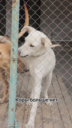 мы теряем наших животных
