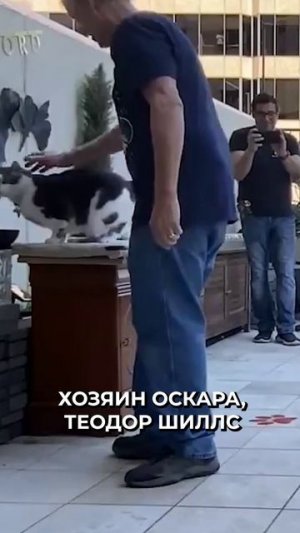 🤔 Кот из США совершил самый длинный прыжок в мире