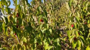 Кизил сорт Владимирский и особенности выращивания ки?