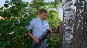 Сложные зеленые легкие
