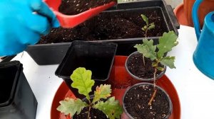 Как Вырастить Саженцы Дуба За 6  Месяцев