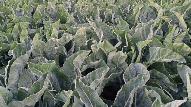 Цветная капуста Форталеза, чем и сколько кормим. октяб смотреть онлайн