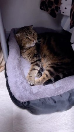 🐯ЛЮБОЮ ТИШИНУ И ТЕМНОТУ В ГАРДЕРОБНОЙ Наташи 💃