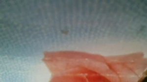 В царстве Деда Мороза и лесной тишины. Задремала берез