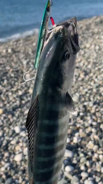 Пеламида рыбалкасгидом fishing абхазия