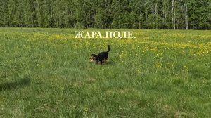 Поле.Жара.