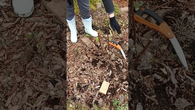 ОБРЕЗКА ГОРТЕНЗИИ. Резала в этот раз разными способам? смотреть онлайн