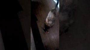 ДАЙ! ХОЧУ! МНЕ! КОШКИ ВСТРЕЧАЮТ С ДАЧИ. ИГРАЮТСЯ, ПРОБУЮТ НА ЗУБ, ЕДЯТ ДАЧНУЮ ЗЕЛЕНЬ, РЕДИСКУ И ЛУК.