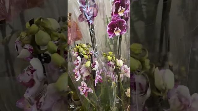 Обзор нового завоза разных видов орхидей в г Казани в ?