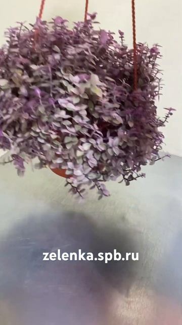 Каллизия Розовая Пантера 15/23 смотреть онлайн