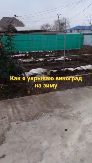 Укрытие винограда смотреть онлайн