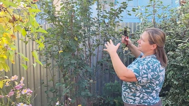 Особенности ОБРЕЗКИ и формирования ИРГИ, и других кус? смотреть онлайн