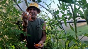 Обзор томатов сорт Груша оранжевая