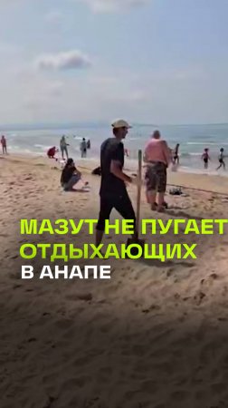 Запреты на пляжах Анапы не работают: пока волонтеры собирают мазут - люди купаются рядом