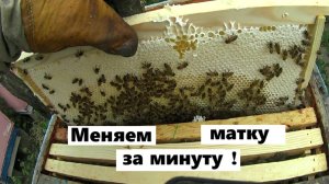Замена пчелиной матки за минуту.
