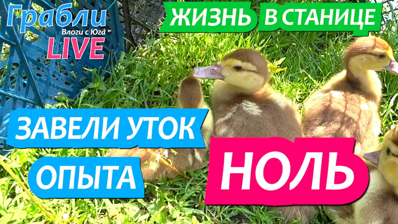 924 серия 03.06.25  Уже 4 дня с утятами. Полет нормальный Жизнь в своем доме на Юге станица Динская