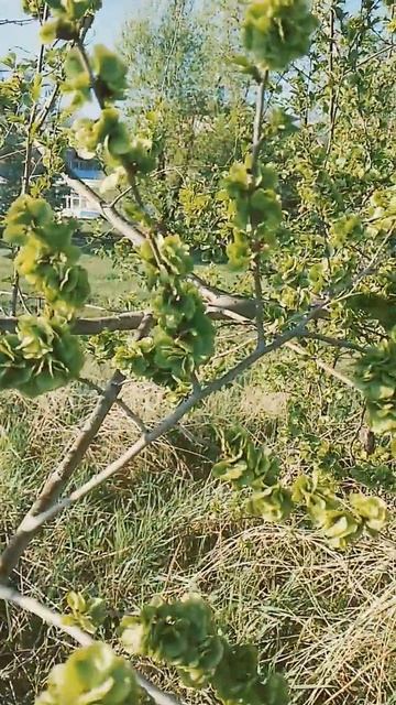 Кто знает название этого растения? смотреть онлайн