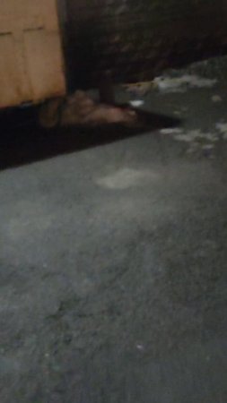 Крысы в центре Санкт-Петербурга
