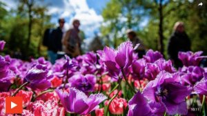 Цветок, за который убивали: как тюльпаны "взорвали" экономику Европы