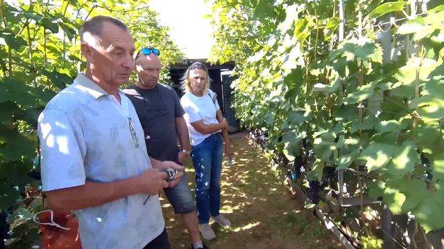 🔴🔴1-Я ЧАСТЬ. Шикарный Виноградник за 3 Года. Виноград