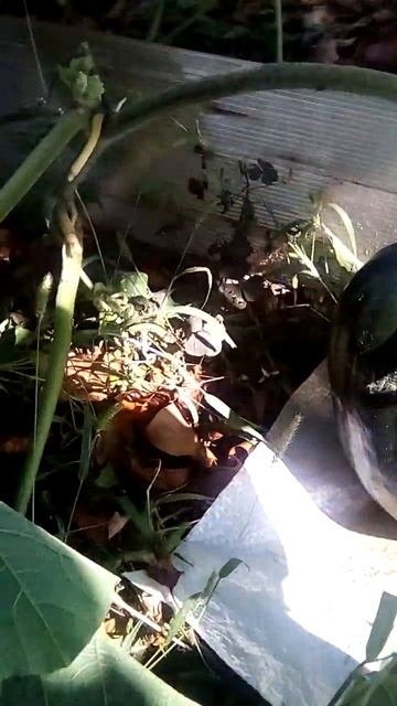 тыква растёт смотреть онлайн